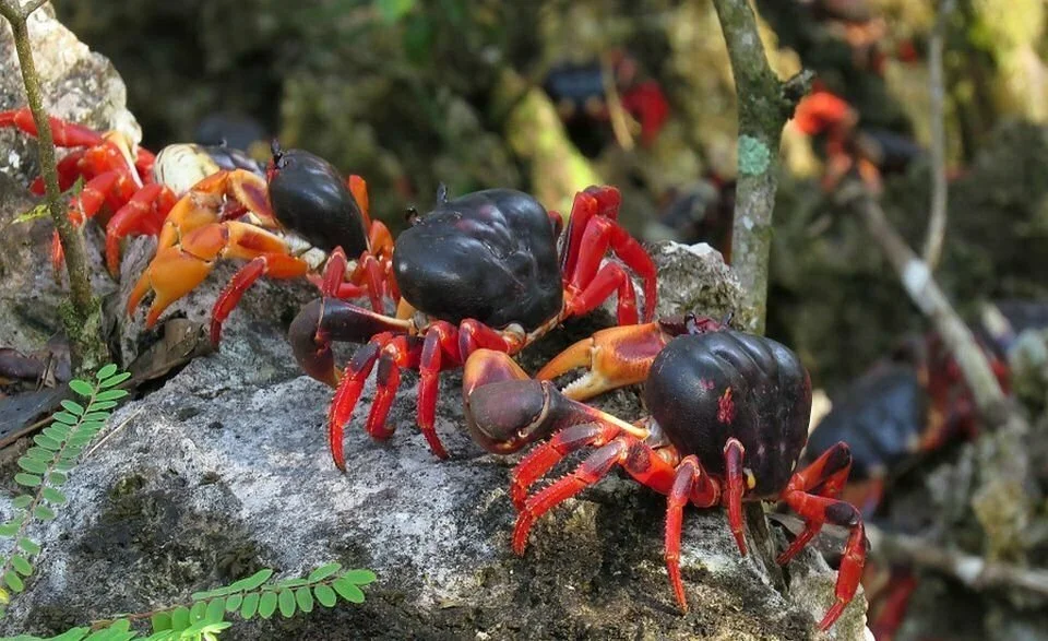 GECARCINUS RURICOLA CARE GUIDE - ZOMBIE LAND CRAB CARE — Indoor